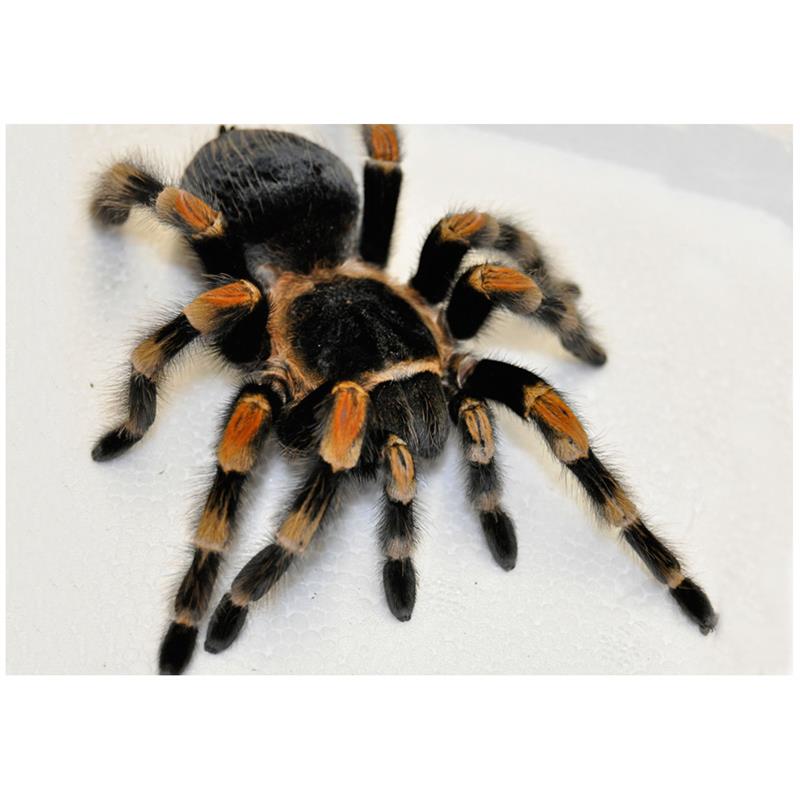 Tarantula Brachypelma smithi - imagine 4